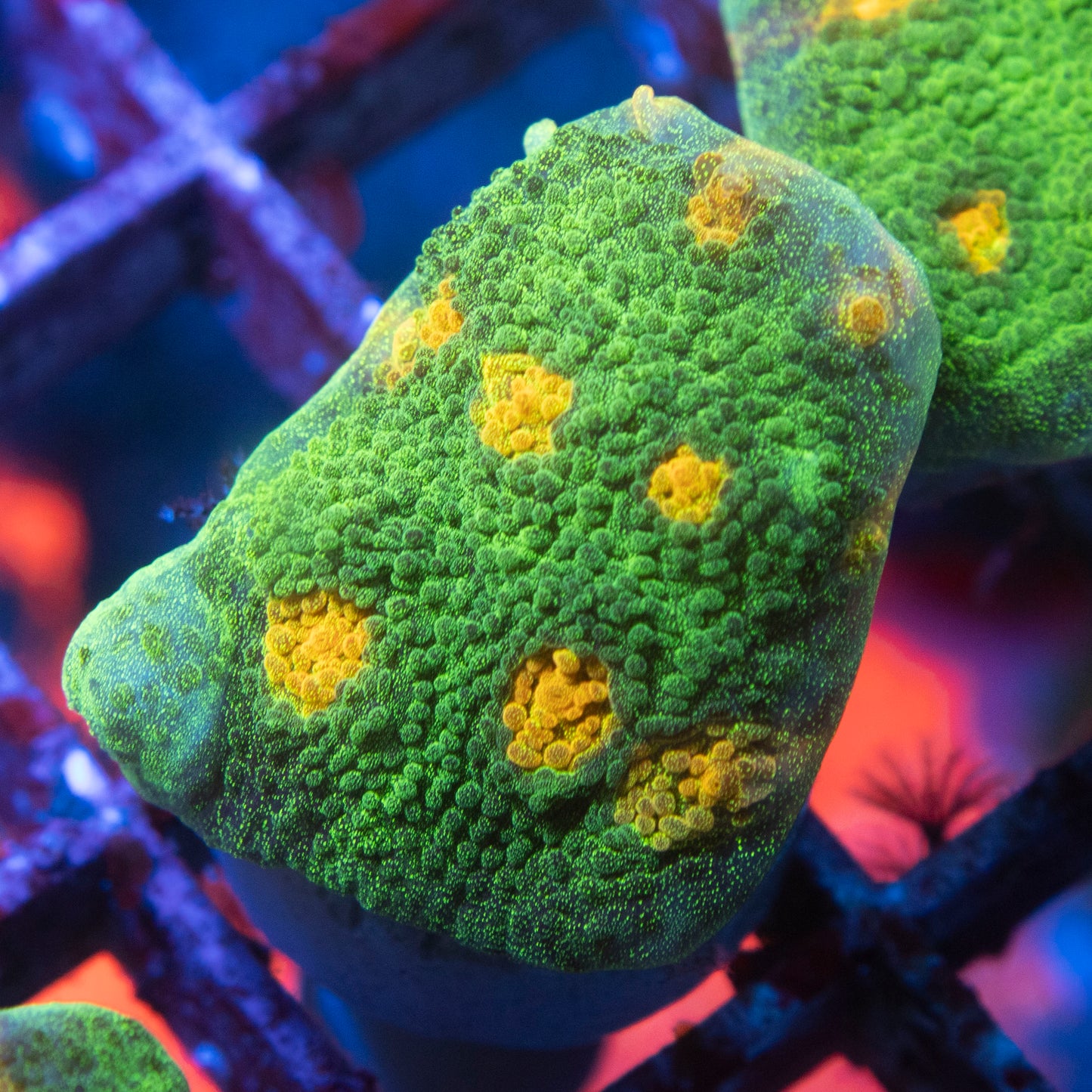 Space Invader Chalice Coral