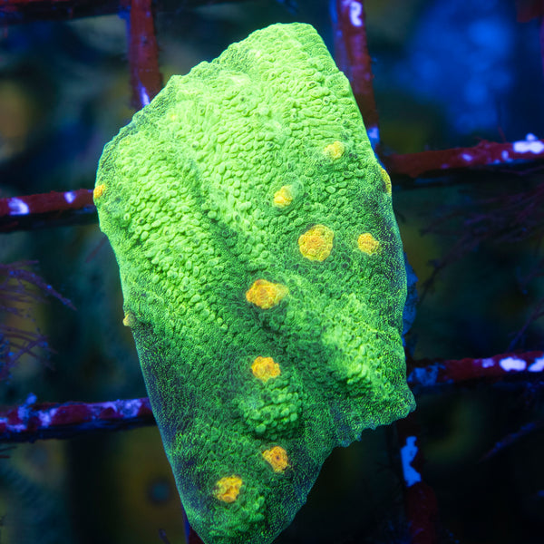 Space Invader Chalice Coral