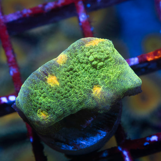 Space Invader Chalice Coral