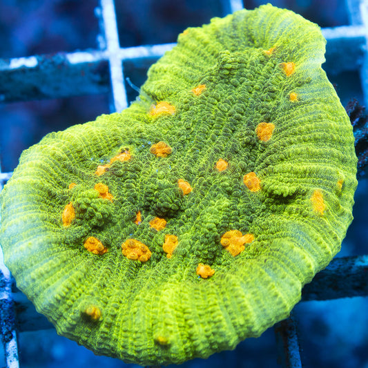 Space Invader Chalice live coral for reef aquarium