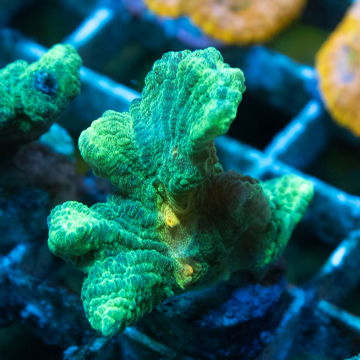 Space Invader Pecintia coral frag from AquaGem Corals