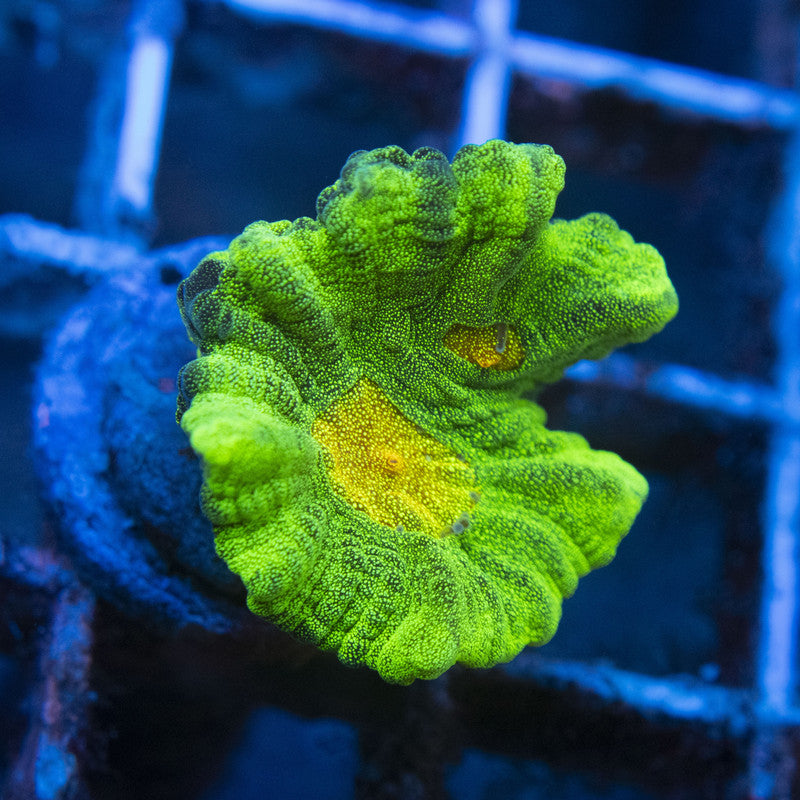 Space Invader Pectina WYSIWYG live coral for sale at AquaGemCorals