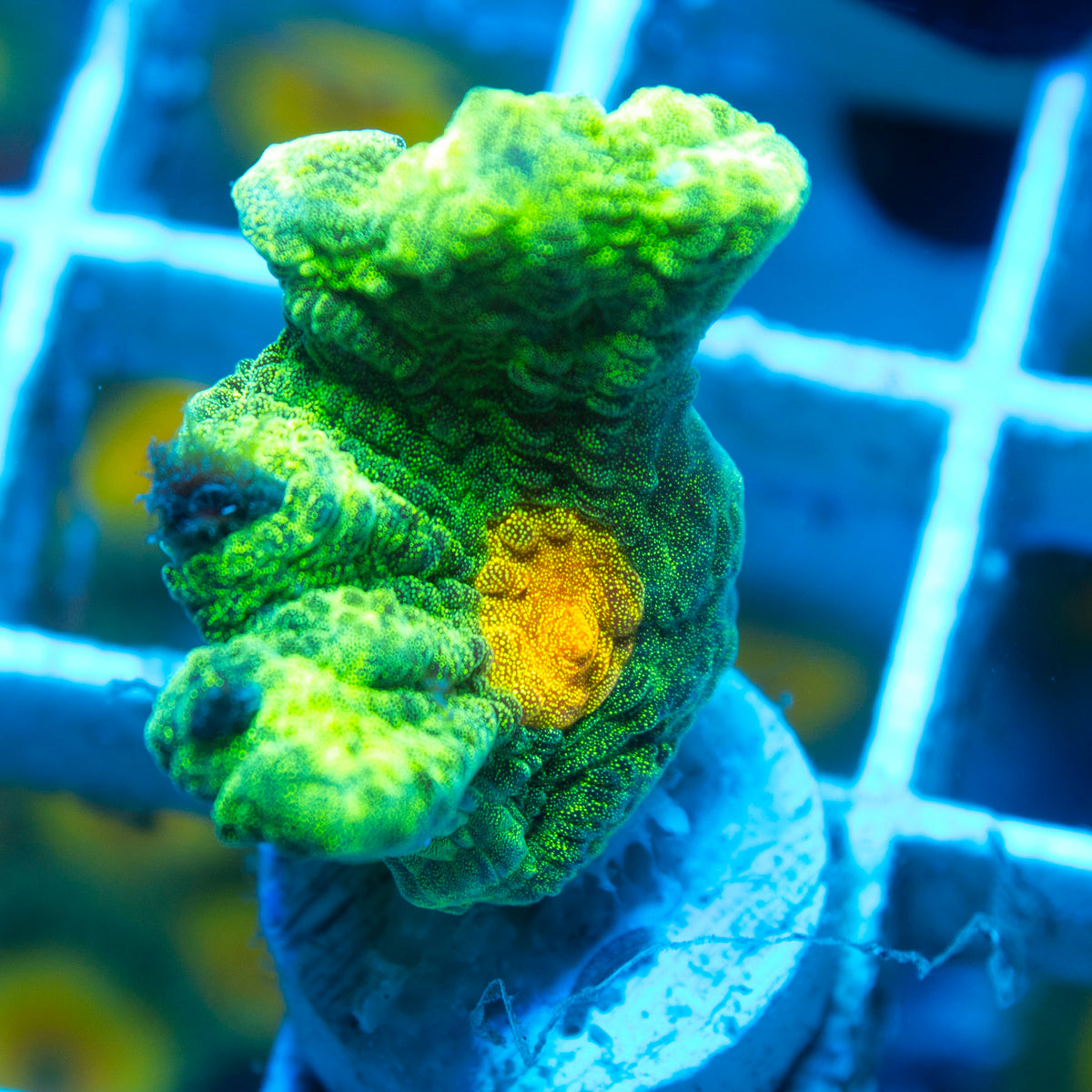 Space Invader Pectinia live reef coral - AquaGemCorals