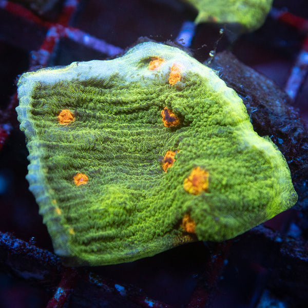 Space invader Chalice