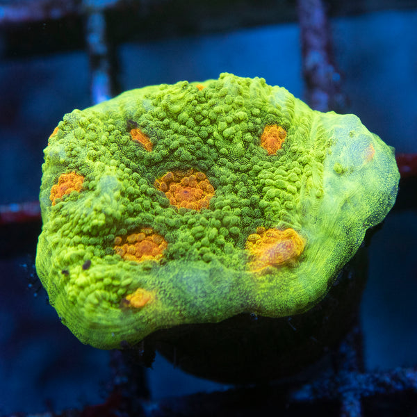 Space invader Chalice