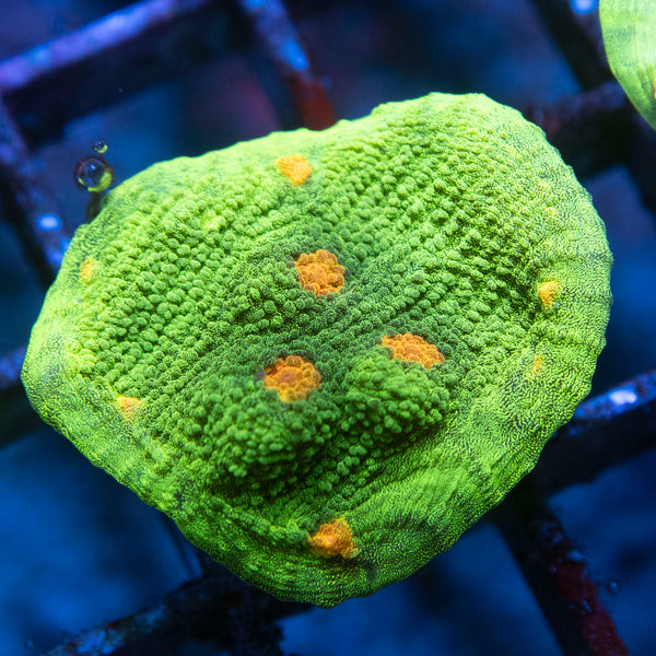 Space invader Chalice