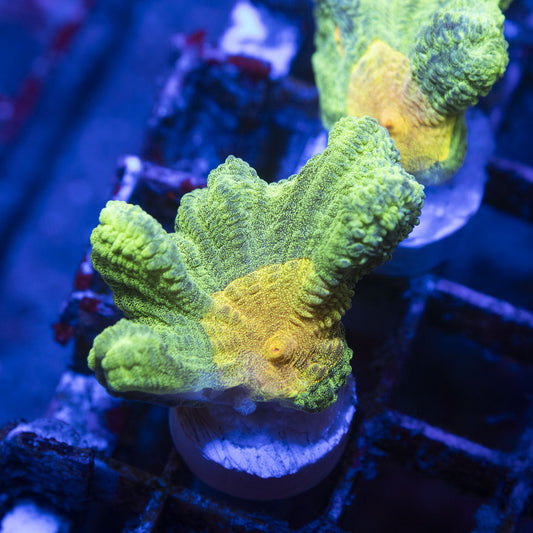 Space invader Pectinia