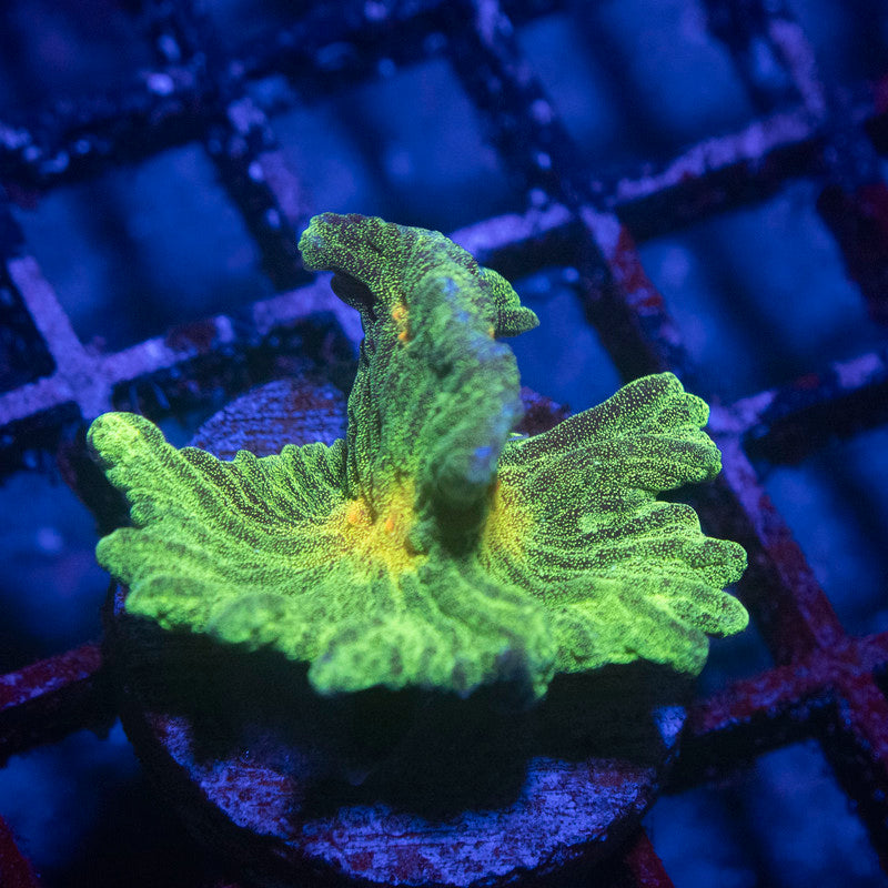 Space invader Pectinia