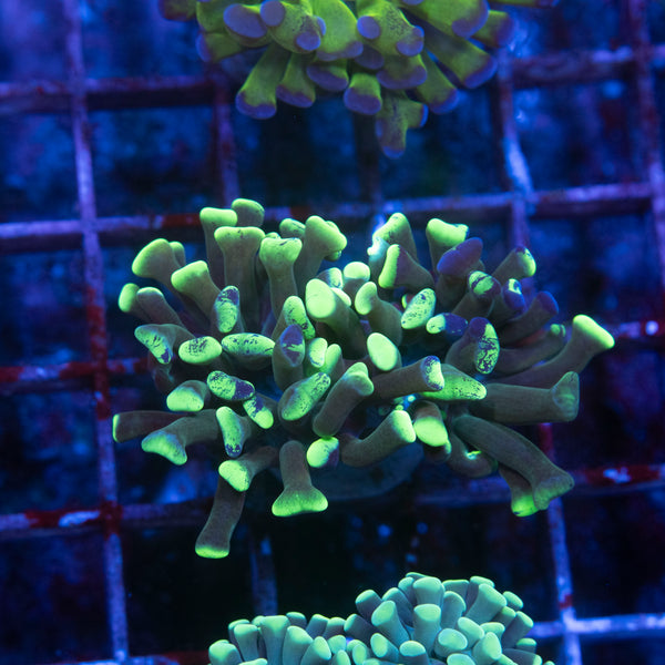 Splatered Green Hammer