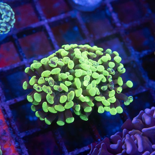 Splatered Green Hammer