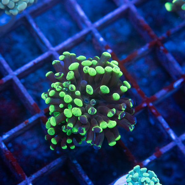 Splatered Green Hammer