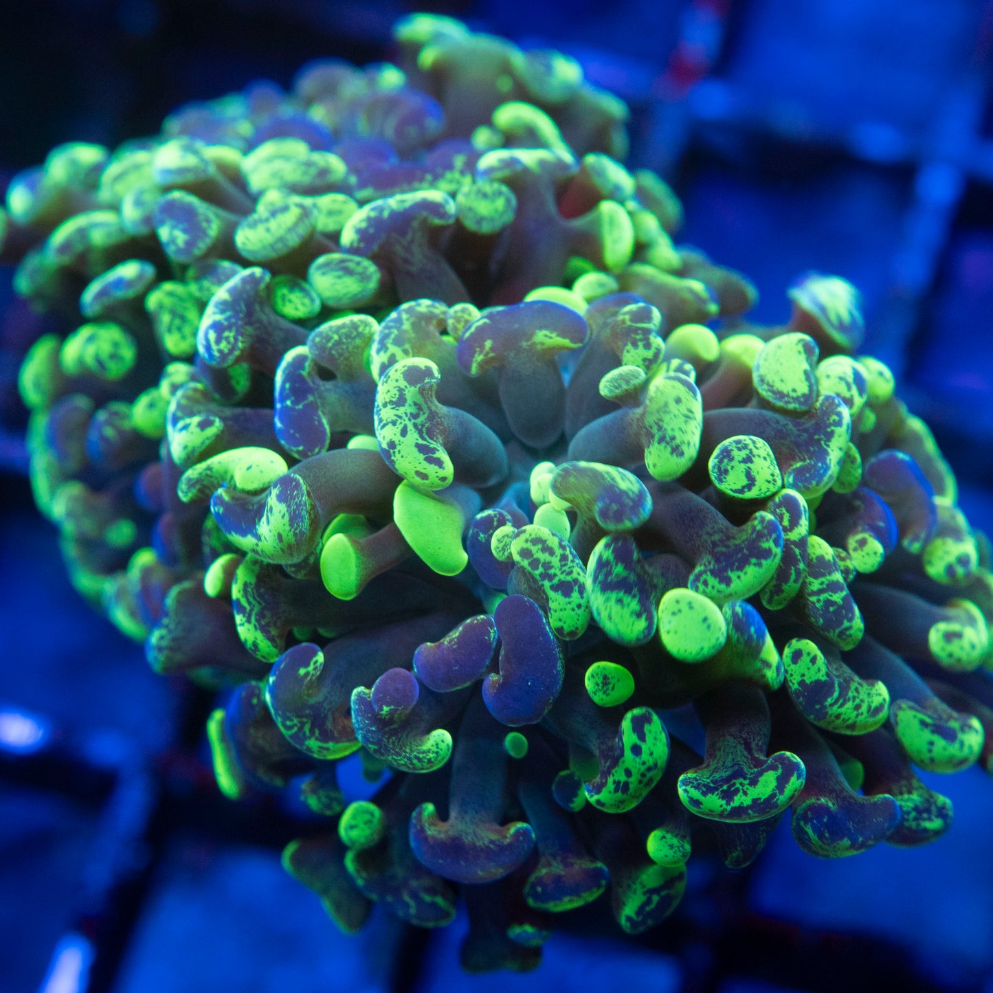 Splattered Hammer 2 polyps WYSIWYG coral from AquaGemCorals