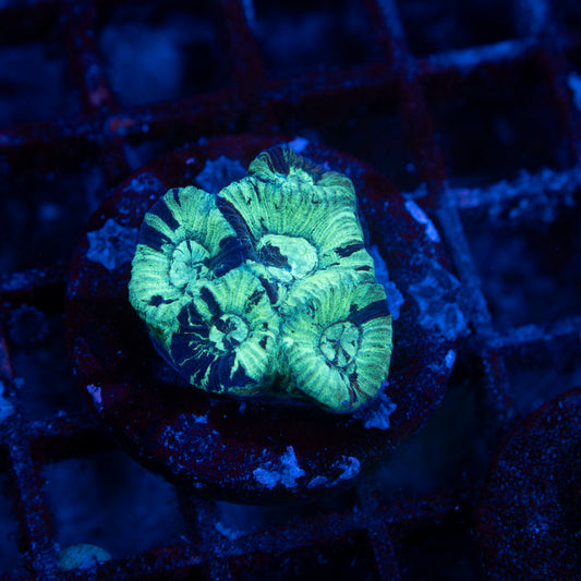 Splattered Goniastrea - AquaGemCorals