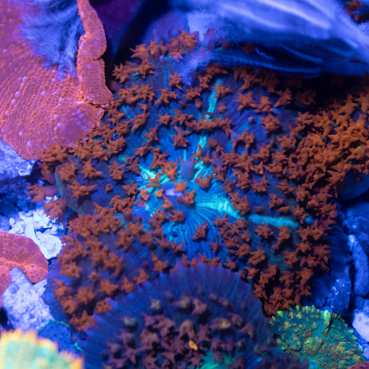 St Thomas Mushroom coral frag from AquaGem Corals