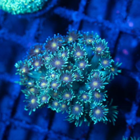 Stargazer Goniopora Coral