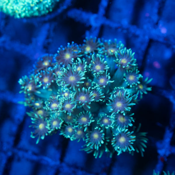 Stargazer Goniopora Coral