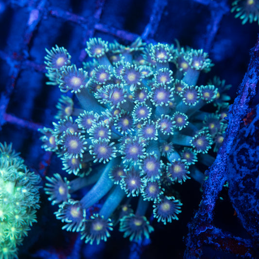 Stargazer Goniopora Coral