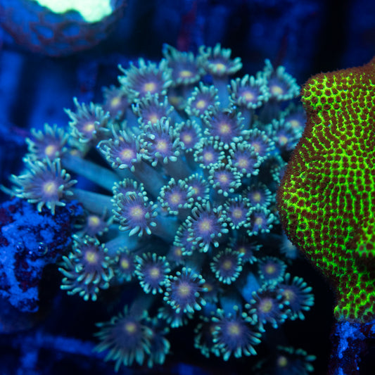 Stargazer Goniopora Coral