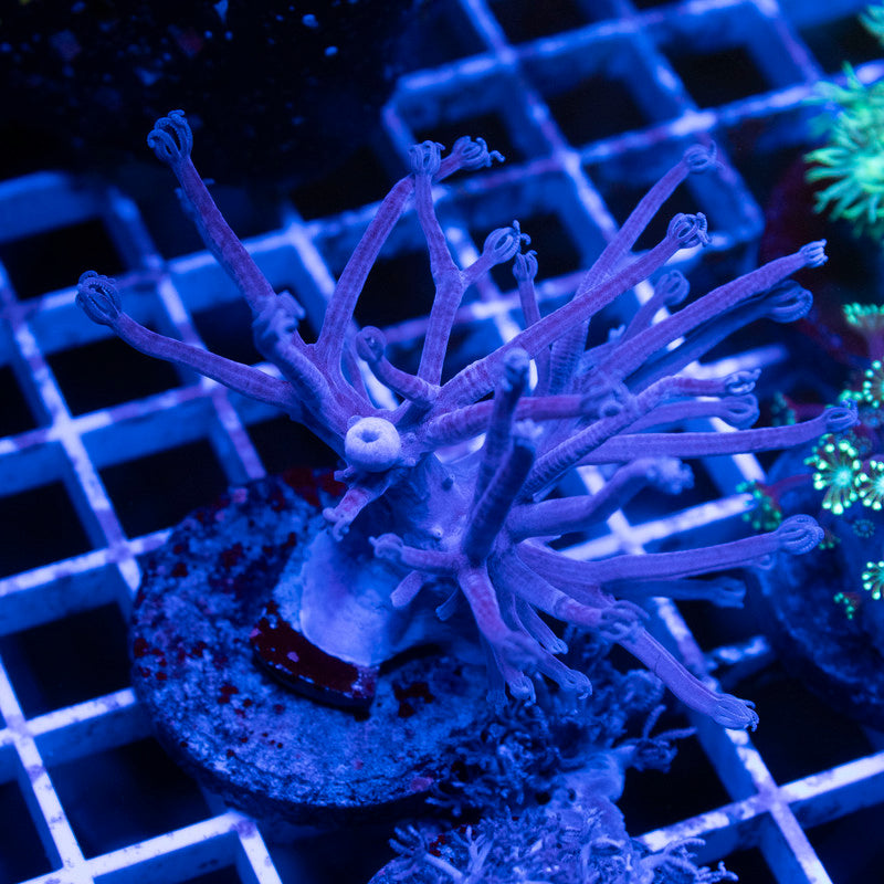 Starlight Cespitularia Big Frag