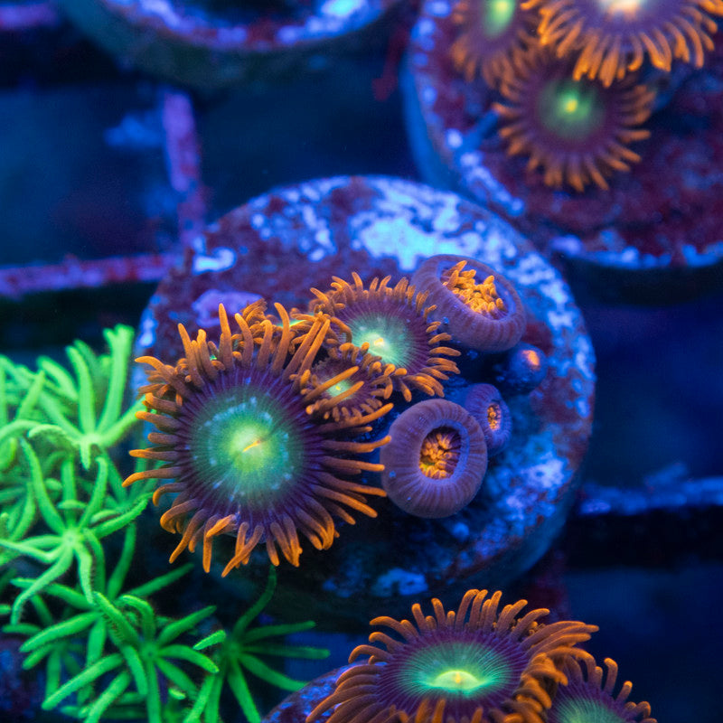 Starscream Zoanthid