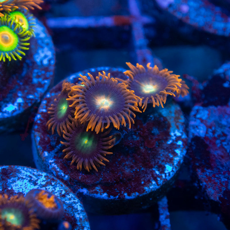 Starscream Zoanthid