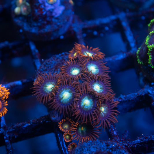 Starscream Zoanthid
