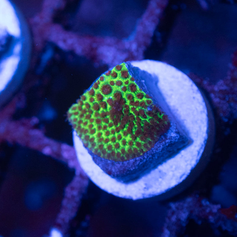 Stawberry Fields Porites - AquaGemCorals
