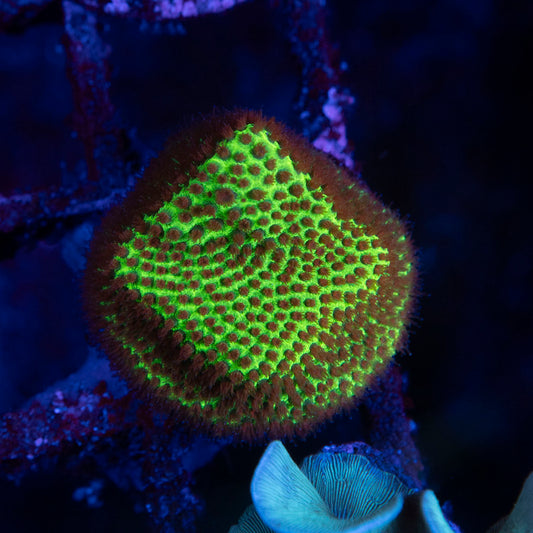 Stawberry Fields Porites - AquaGemCorals
