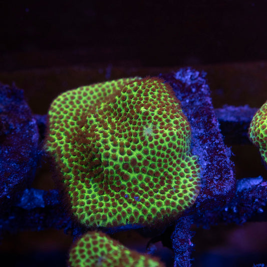 Stawberry Fields Porites - AquaGemCorals