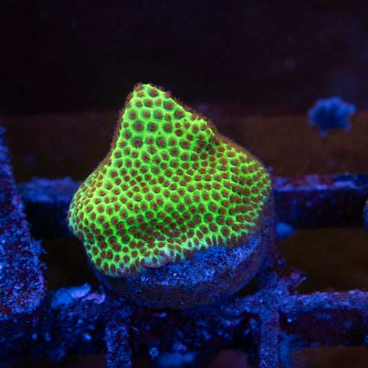 Stawberry Fields Porites - AquaGemCorals