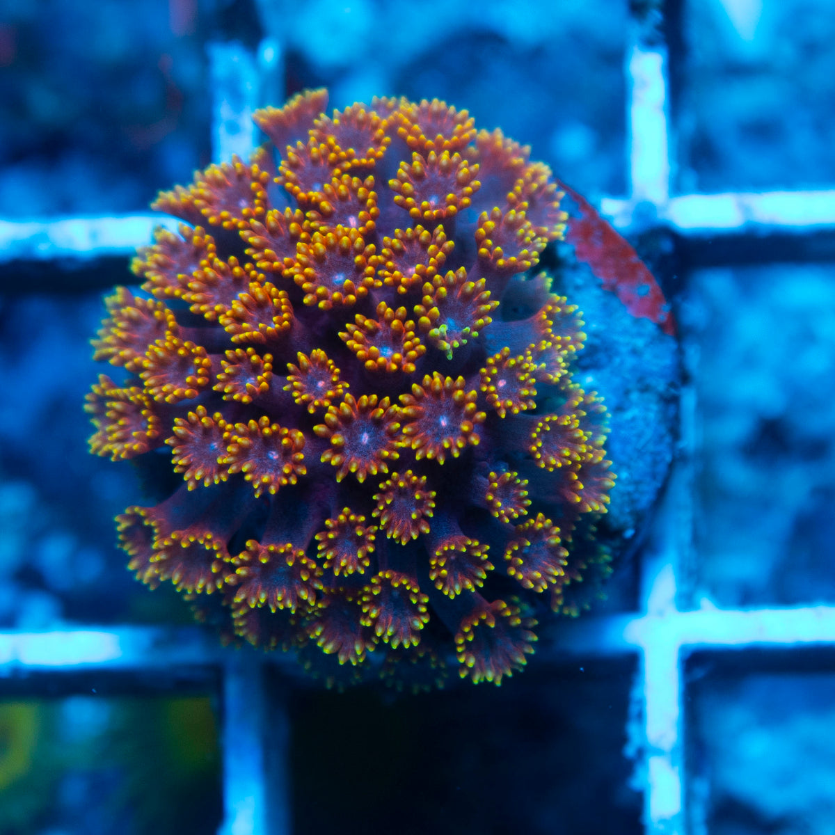Strawberry Fields Bernardpora Coral live reef coral - AquaGemCorals