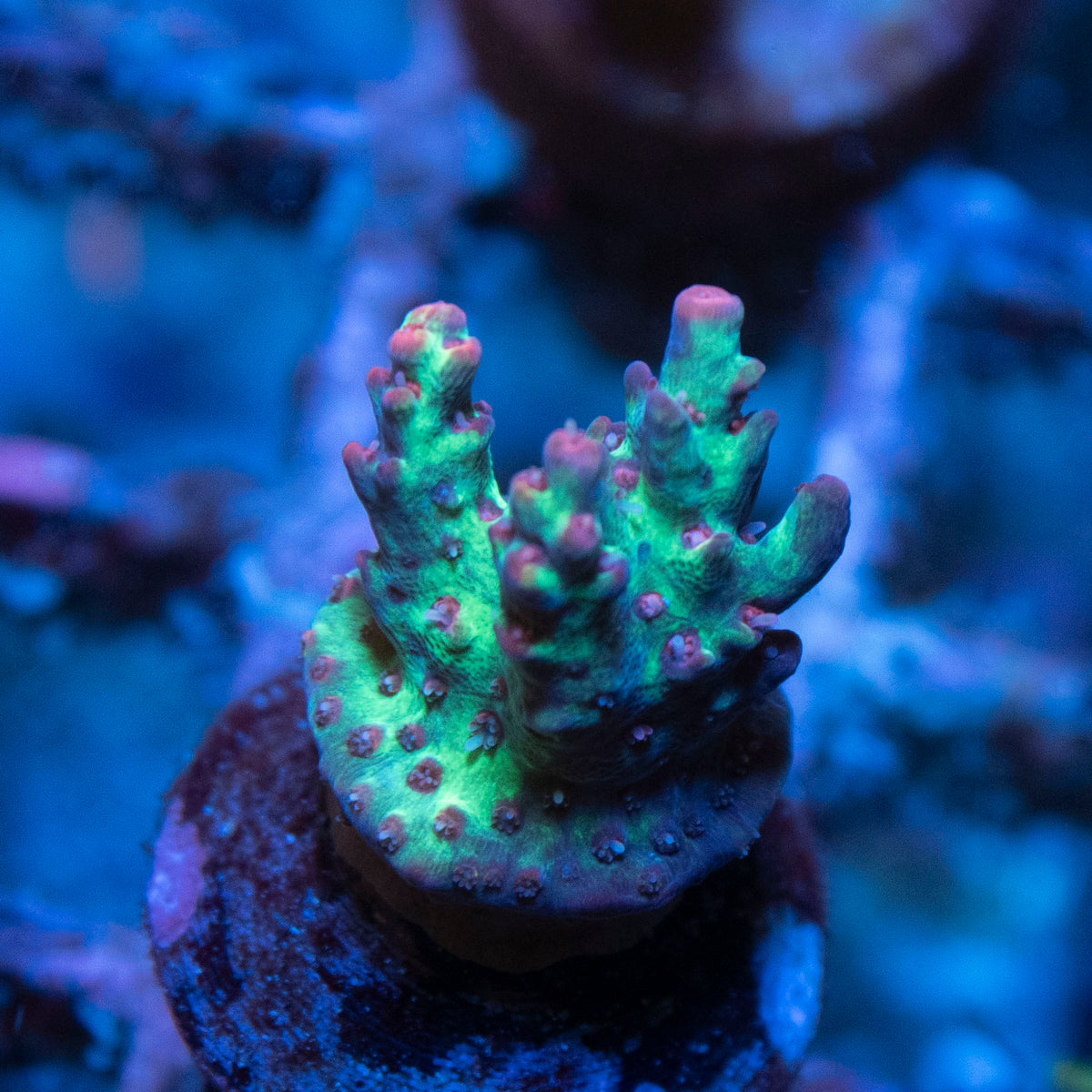 Strawberry Shortcake Acroproa coral frag from AquaGem Corals