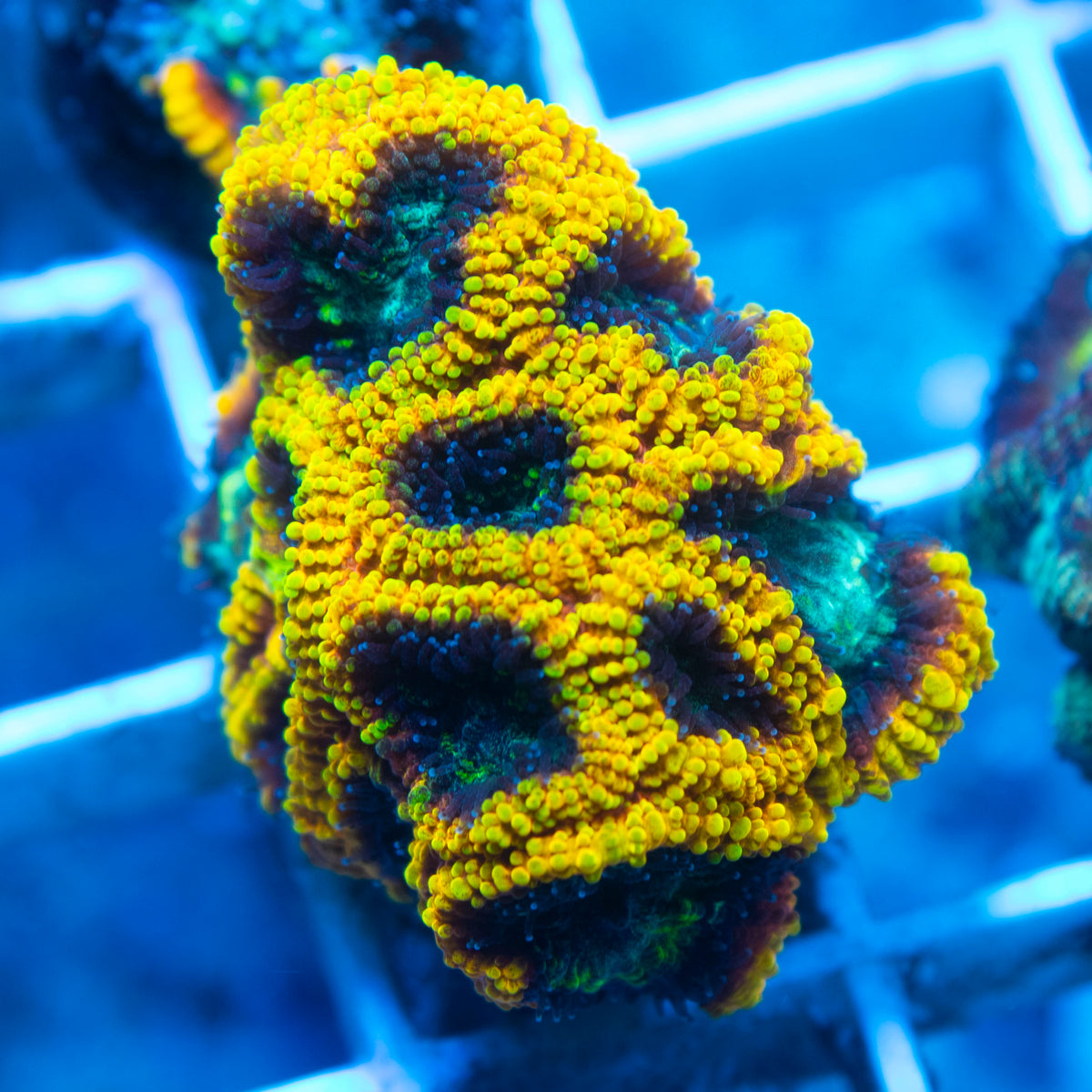 Submarine Favia live reef coral - AquaGemCorals