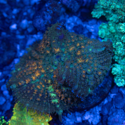 Sun Splash Rhodactis Mushroom - AquaGemCorals