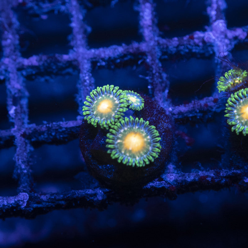 Sunbeam Zoas
