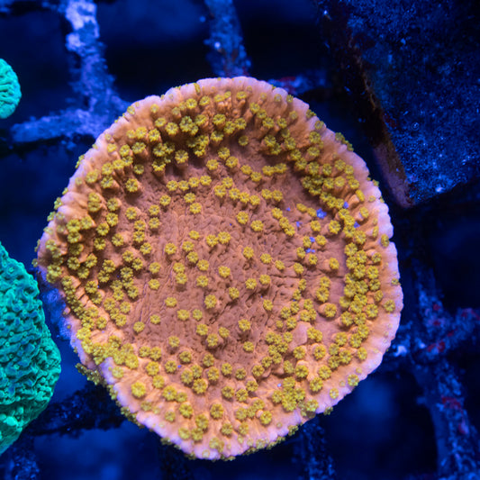 Sunburst Montipora - AquaGemCorals