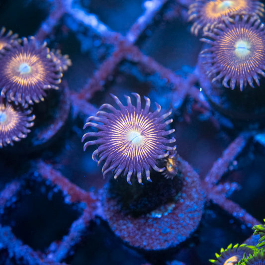 Sundial Zoas - AquaGemCorals