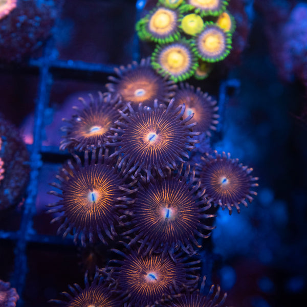 Sundial Zoas