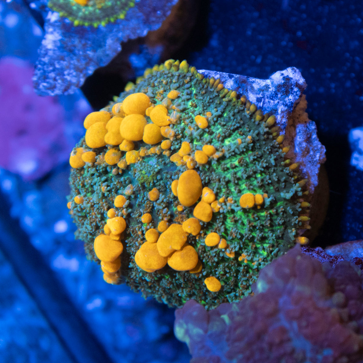 Sunkist Bounce Mushroom coral frag from AquaGem Corals