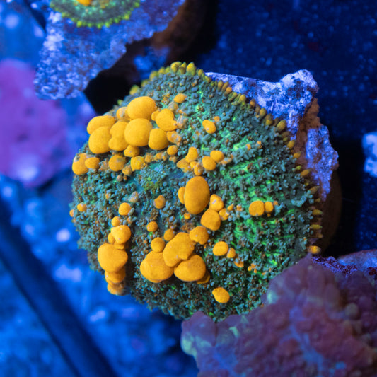 Sunkist Bounce Mushroom coral frag from AquaGem Corals