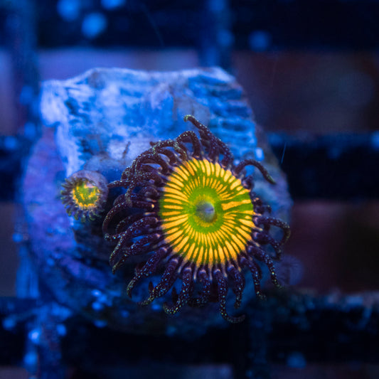Sunny D Zoas