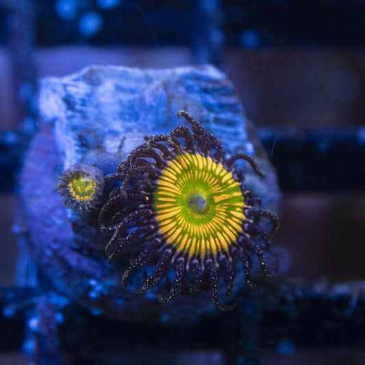 Sunny D Zoas