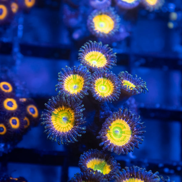 Sunny D Zoas