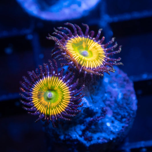 Sunny D Zoas
