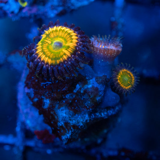 Sunny D Zoas WYSIWYG coral from AquaGemCorals