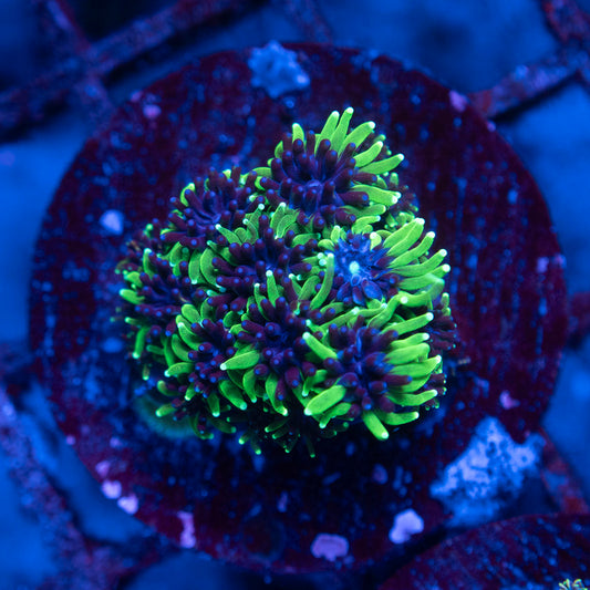 Super Sonic Galaxea - AquaGemCorals