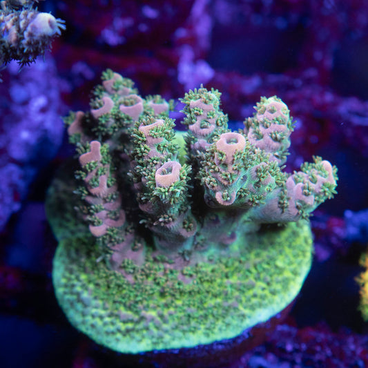 TSA Rose Bloom Acropora - AquaGemCorals