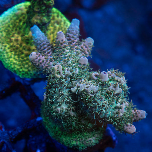 TSA Rose Bloom Acropora - AquaGemCorals