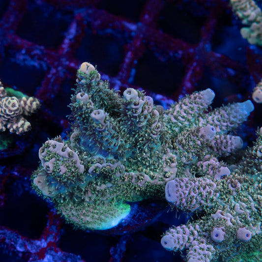 TSA Rose Bloom Acropora - AquaGemCorals