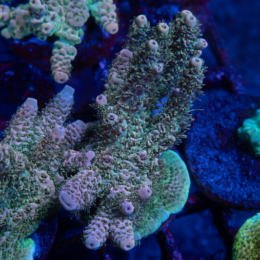 TSA Rose Bloom Acropora - AquaGemCorals